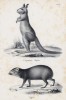 Зверь-попрыгун и близкий родственник морской свинки -- агути (лист 37 первого тома работы профессора Шинца Naturgeschichte und Abbildungen der Menschen und Säugethiere..., вышедшей в Цюрихе в 1840 году)