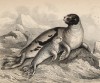 Камчатский тюлень (Phoca oceanica (лат.)) с детёнышем (лист 7* тома VI "Библиотеки натуралиста" Вильяма Жардина, изданного в Эдинбурге в 1843 году)