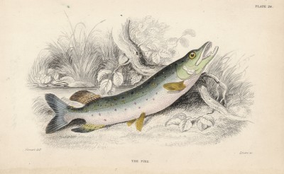 Обыкновенная щука (Pike (англ.)) (лист 28 XXXII тома "Библиотеки натуралиста" Вильяма Жардина, изданного в Эдинбурге в 1843 году)