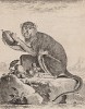 Обыкновенный гусар, или патас, он же  красная мартышка. Лист XXV иллюстраций к четырнадцатому тому знаменитой "Естественной истории" графа де Бюффона. Париж, 1766