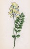 Астрагал прижатый (Astragalus depressus (лат.)) (лист 127 известной работы Йозефа Карла Вебера "Растения Альп", изданной в Мюнхене в 1872 году)