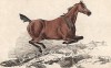 Скачущая лошадь. Из альбома литографий Генри Алкена The Beauties and Defects in the Figure of the Horse, л.17. Лондон, 1816