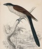 Фазанья кукушка родом из Сенегала (Centropus senegalensis (лат.)) (лист 20 тома XXIII "Библиотеки натуралиста" Вильяма Жардина, изданного в Эдинбурге в 1843 году)