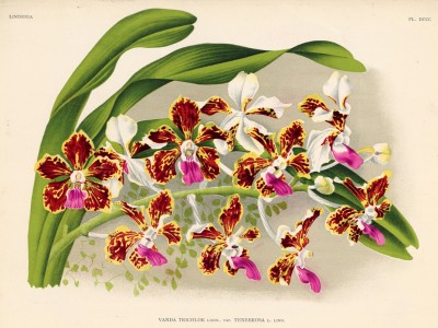 Орхидея VANDA TRICOLOR TENEBROSA (лат.) (лист DCCC Lindenia Iconographie des Orchidées - обширнейшей в истории иконографии орхидей. Брюссель, 1903)