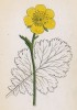 Гравилат горный (Geum montanum (лат.)) (лист 138 известной работы Йозефа Карла Вебера "Растения Альп", изданной в Мюнхене в 1872 году)