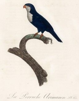 Синий короткохвостый попугайчик (лист 65 иллюстраций к первому тому Histoire naturelle des perroquets Франсуа Левальяна. Изображения попугаев из этой работы считаются одними из красивейших в истории. Париж. 1801 год)