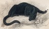 Чёрная пантера (Felis Nigra (лат.)) (лист 5 тома III "Библиотеки натуралиста" Вильяма Жардина, изданного в Эдинбурге в 1834 году)