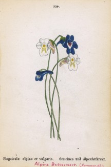 Жирянка альпийская и обыкновенная (многолетние насекомоядные растения) (Pinguicula alpina et vulgaris (лат.)) (лист 329 известной работы Йозефа Карла Вебера "Растения Альп", изданной в Мюнхене в 1872 году)