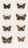 Бабочки рода Syrichtus: Fritillum (1), Alveolus (2), рода Thanaos: Tages (3), рода Steropes: Araeynthus (4), Paniscus (5), а также рода Hesperia (толстоголовки) Comma (6), Syboanus (7), Linea (8) (лат.) (лист 41)