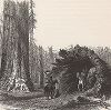 Упавшая секвойя, Йосемити, штат Калифорния. Лист из издания "Picturesque America", т.I, Нью-Йорк, 1872.
