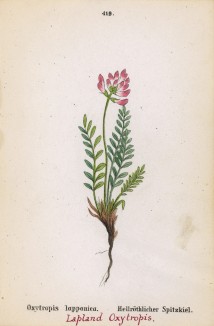 Остролодочник лапландский (Oxytropis lapponica (лат.)) (лист 119 известной работы Йозефа Карла Вебера "Растения Альп", изданной в Мюнхене в 1872 году)