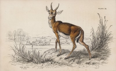 Газель Кевела (Gazella cevella (лат.)) (лист 26 тома XI "Библиотеки натуралиста" Вильяма Жардина, изданного в Эдинбурге в 1843 году)