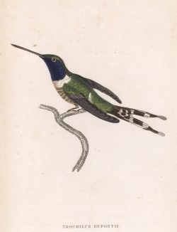 Единственная в мире птица, способная летать назад. Колибри Trochillus Dupontii (лат.) (лист 26 тома XVII "Библиотеки натуралиста" Вильяма Жардина, изданного в Эдинбурге в 1833 году)