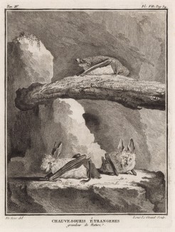 Иностранные (не французские) летучие мыши в натуральную величину (лист VII иллюстраций к четвёртому тому знаменитой "Естественной истории" графа де Бюффона, изданному в Париже в 1753 году)