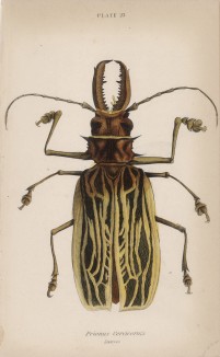 Усач-кожевник (Prionus Cervicornis (лат.)) (лист 23 XXXV тома "Библиотеки натуралиста" Вильяма Жардина, изданного в Эдинбурге в 1843 году)