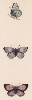 Бабочка голубянка крушинная (лат. Papilio Argiolus). History of British Butterflies Френсиса Морриса. Лондон, 1870, л.59
