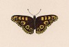 Бабочка бархатница хэмпстедская (лат. Papilio oculatus Hampstediensis ex auro fuscus). History of British Butterflies Френсиса Морриса. Лондон, 1870, л.33 