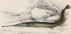 Сарган, обитающий в тёплых водах Новой Гвинеи (Belone Guianensis (лат.)) (лист 1 тома XL "Библиотеки натуралиста" Вильяма Жардина, изданного в Эдинбурге в 1860 году)