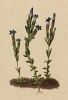 Горечавка снежная (Gentiana nivalis )лат.)) (из Atlas der Alpenflora. Дрезден. 1897 год. Том IV. Лист 341)
