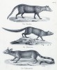 Мангуст ихневмон, или фараонова мышь, и представители семейства куньих (лист 19 первого тома работы профессора Шинца Naturgeschichte und Abbildungen der Menschen und Säugethiere..., вышедшей в Цюрихе в 1840 году)