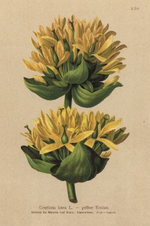Горечавка жёлтая (Gentiana lutea (лат.)) (из Atlas der Alpenflora. Дрезден. 1897 год. Том IV. Лист 330)