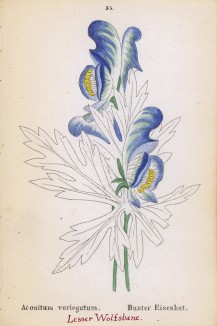 Аконит пёстрый (Aconitum variegatum (лат.)) (лист 35 известной работы Йозефа Карла Вебера "Растения Альп", изданной в Мюнхене в 1872 году)