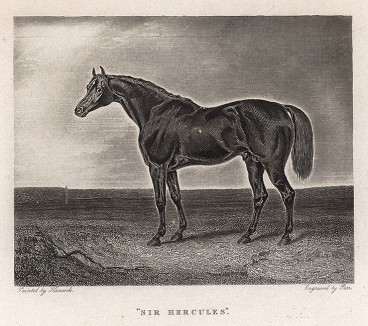 Знаменитая верховая лошадь ирландской породы по кличке Сэр Геркулес (1826-55). Лондон, 1843