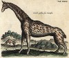 Жираф. Historia naturalis. Амстердам, 1657