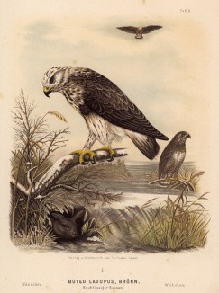 Мохноногий канюк, или зимняк, в 1/3 натуральной величины (лист II красивой работы Оскара фон Ризенталя "Хищные птицы Германии...", изданной в Касселе в 1894 году)