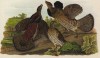 Семейство рябчиков воротничковых (Bonasa umbellus) (лист 65 известной работы Бенджамина Уоррена "Птицы Пенсильвании", иллюстрированной по мотивам оригиналов Джона Одюбона. США. 1890 год)