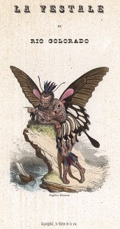 Бабочка под названием Большой парусник  на берегу реки Колорадо. Les Papillons, métamorphoses terrestres des peuples de l'air par Amédée Varin. Париж, 1852