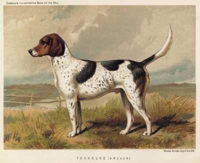Фоксхаунд (из "Книги собак" Веро Шоу, украшенной великолепными иллюстрациями Чарльза Барбера. Лондон. 1881 год)