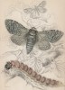 Тонкопряд; древоточец ивовый и гусеница (1. Orange Swift 2. Goat Moth 3. Caterpllar of Do. (англ.)) (лист 14 тома XL "Библиотеки натуралиста" Вильяма Жардина, изданного в Эдинбурге в 1843 году)