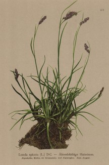 Ожика колосистая (Luzula spicata (лат.)) (из Atlas der Alpenflora. Дрезден. 1897 год. Том I. Лист 40)