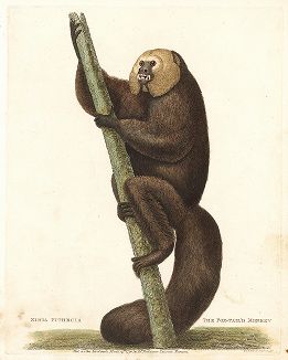 Бледный саки (лат. Pithecia pithecia). Museum Leverianum..., Лондон, 1792. 