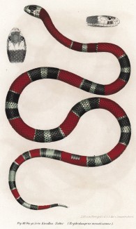 Коралловая змея Eruthrolamprus venustissimus (лат.) (из Naturgeschichte der Amphibien in ihren Sämmtlichen hauptformen. Вена. 1864 год)