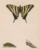 Бабочка подалирий, или парусник, или парусный мотылёк (лат. Papilio podalirius), её гусеница и куколка. History of British Butterflies Френсиса Морриса. Лондон, 1870, л.2