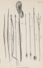 Орудия для лова рыбы жителей Гайаны (Fisching implements of Guiana (лат.)) (лист 30* XXXIX тома "Библиотеки натуралиста" Вильяма Жардина, изданного в Эдинбурге в 1860 году)