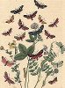 Бабочки семейства пестрянок, в том числе пестрянки счастливая и веселая. "Книга бабочек" Фридриха Берге, Штутгарт, 1870. 