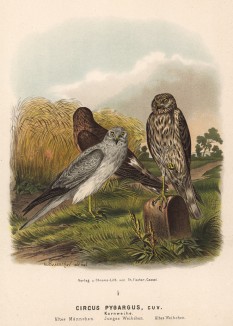 Луговые луни в 1/3 натуральной величины (лист XII красивой работы Оскара фон Ризенталя "Хищные птицы Германии...", изданной в Касселе в 1894 году)