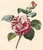 Японская роза из Flore pittoresque dediée Aux Dames par A. Chazal... Париж. 1820 год. В 2000 году комплект этих лучших в истории французской книги начала XIX века ботанических иллюстраций был продан на аукционе "Кристи" за 209.462 $