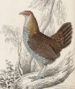 Серая джунглевая курица (Gallus Sonneratii (лат.)) (лист 12 тома XX "Библиотеки натуралиста" Вильяма Жардина, изданного в Эдинбурге в 1834 году)