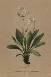 Валериана наскальная (Valeriana saxatilis (лат.)) (из Atlas der Alpenflora. Дрезден. 1897 год. Том V. Лист 413)