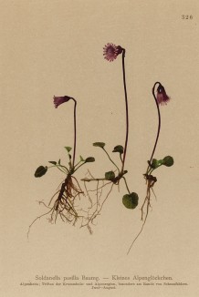Сольданелла крохотная (Soldanella pusilla (лат.)) (из Atlas der Alpenflora. Дрезден. 1897 год. Том IV. Лист 326)