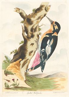 Крашенной вручную офорт из работы Томаса Лорда Lord's Entire new System of Ornithology or Oecumenical History of British Birds, Лондон, 1791-1796.