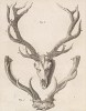 Оленьи рога (лист XIV иллюстраций к шестому тому знаменитой "Естественной истории" графа де Бюффона, изданному в Париже в 1756 году)