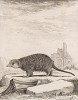 Суриката (южноафриканская мангуста), или тонкохвостый миркат (лист LXVI иллюстраций к пятому тому знаменитой "Естественной истории" графа де Бюффона, изданному в Париже в 1755 году)