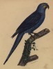 Гиацинтовый ара (лист из альбома литографий "Галерея птиц... королевского сада", изданного в Париже в 1822 году)