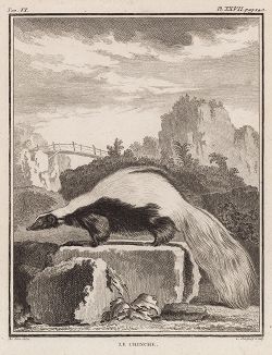Зверёк, которого Бюффон называет шинш (лист XXVII иллюстраций к шестому тому знаменитой "Естественной истории" графа де Бюффона, изданному в Париже в 1756 году)