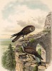 Две пустельги в 1/3 натуральной величины (лист XXXI красивой работы Оскара фон Ризенталя "Хищные птицы Германии...", изданной в Касселе в 1894 году)